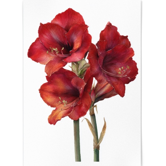 Watercolor Red Amaryllis Flower Bouquet Wall Art Print Poster, Unframed - Picture 2 of 5